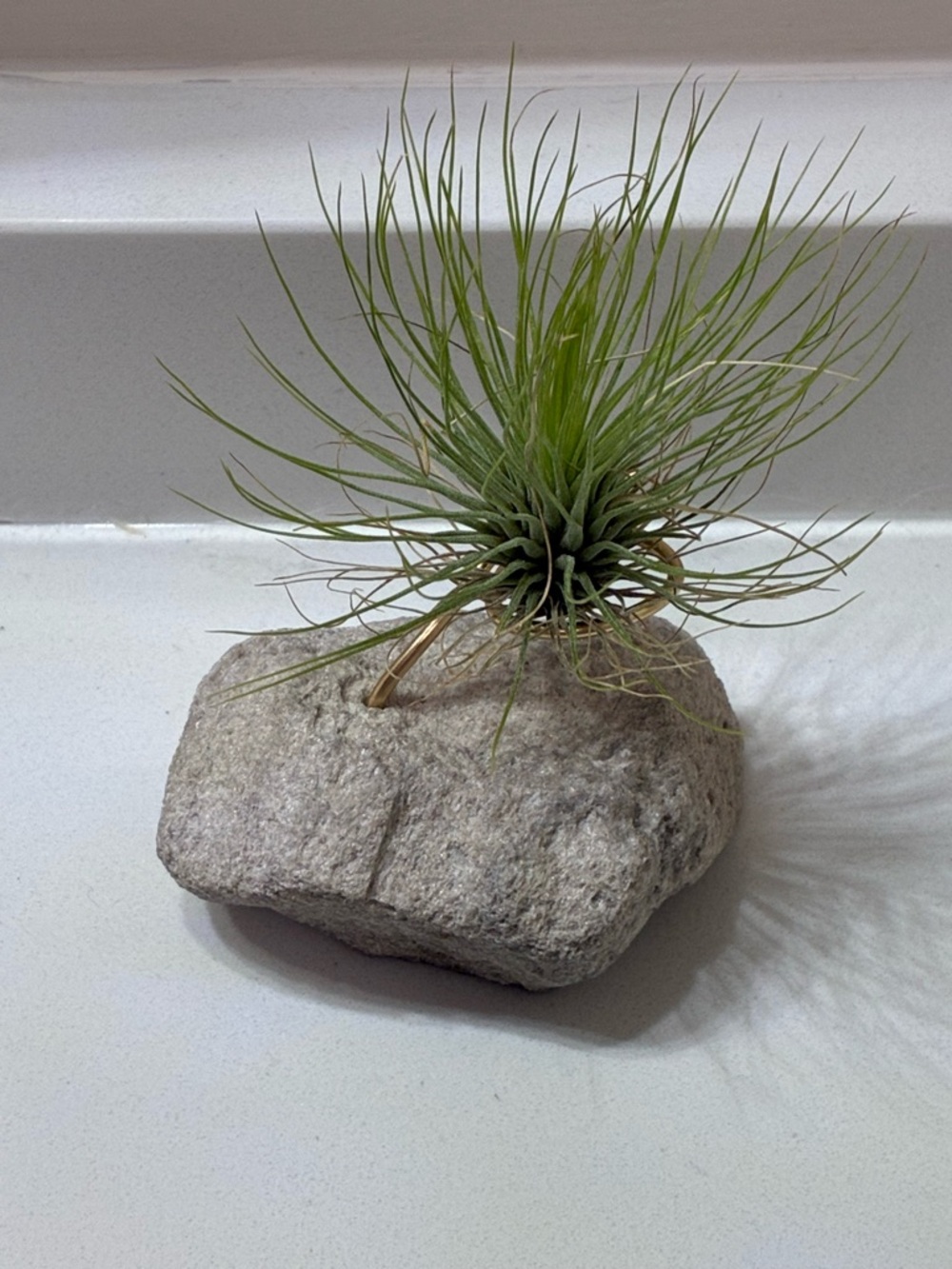 Air Plant + Air Plant Holder - Picture 2 of 5